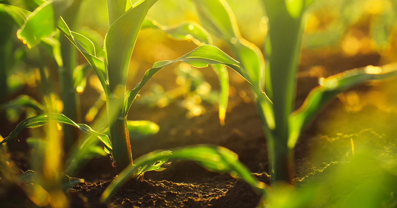 Close up of crops.